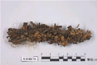 藏品(麗腎島衣)的圖片